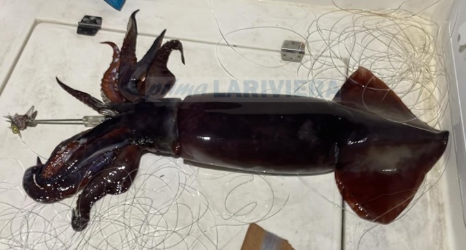 Pescato a Bordighera un totano gigante da 11 chilogrammi