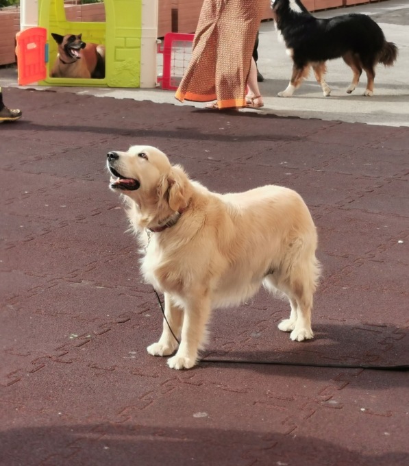 Vigili del Fuoco