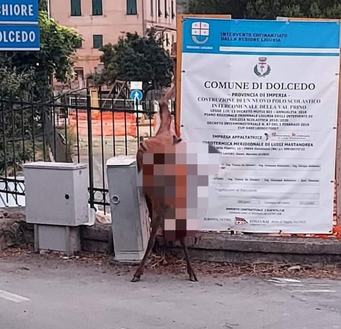 Cervo resta infilzato in un cancello dopo un salto