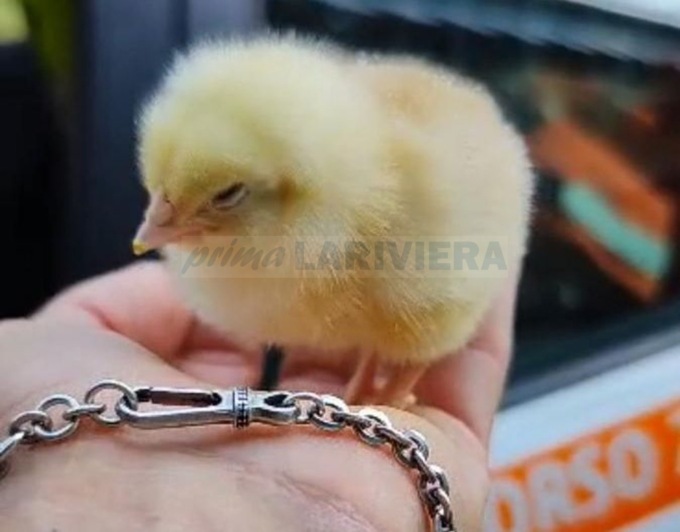 Salvato un pulcino gettato nella spazzatura a Camporosso