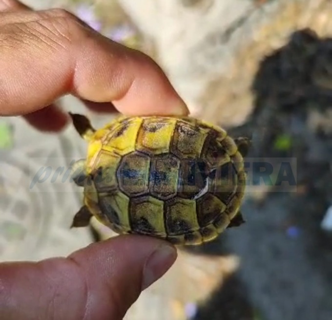 Tartaruga schiacciata a bordo strada salvata dal soccorso veterinario