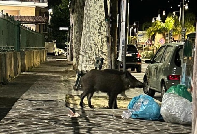 Diano Marina: lo showman Gianni Rossi inseguito da un cinghiale