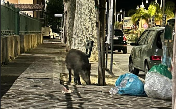 A Diano Marina i cinghiali…vanno a scuola