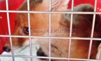 Recuperata una volpe ferita sul Montenero a Bordighera