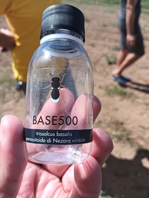 Via ai primi lanci di insetti per la lotta biologica in Liguria