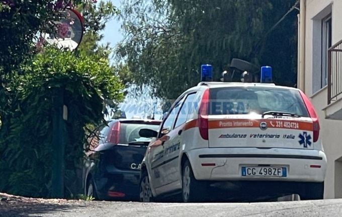 Bambina di 5 anni aggredita al volto da un cane corso