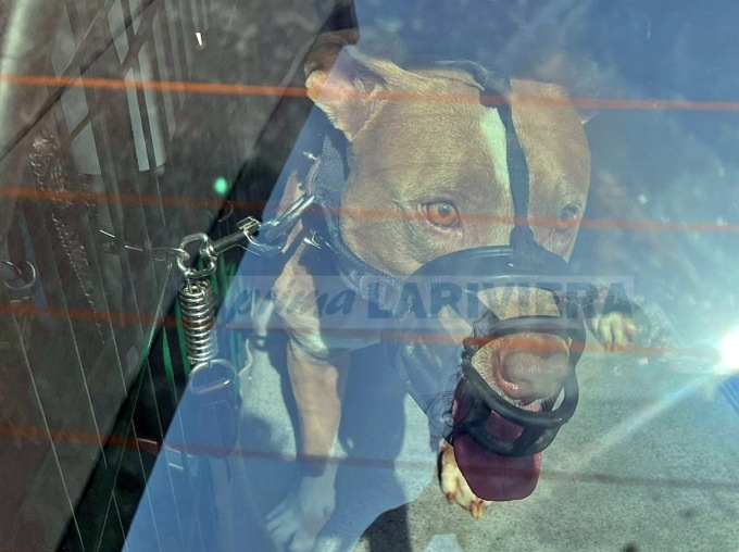 Azzannato al volto da un pitbull: bimbo di 2 anni in sala operatoria al Gaslini