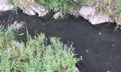 Strana moria di pesci a Soldano, non si esclude l'ipotesi caldo