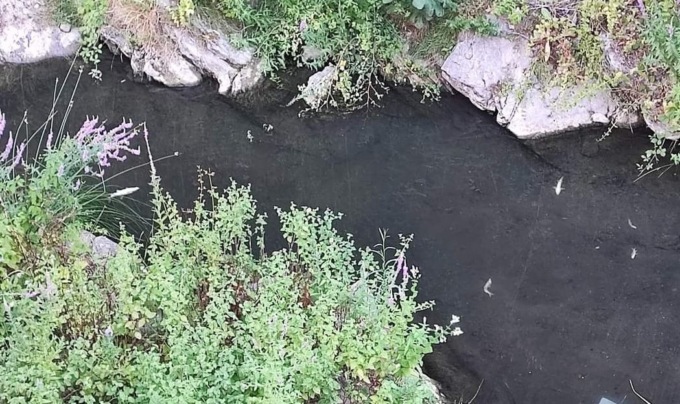 Strana moria di pesci a Soldano, non si esclude l’ipotesi caldo