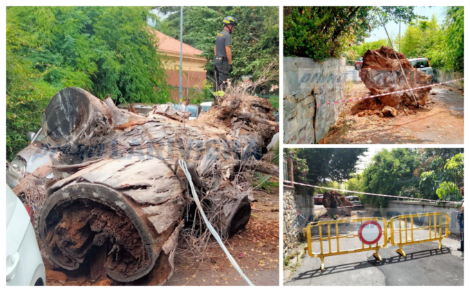 Albero secolare crolla su un’auto a Sanremo, chiusa la strada