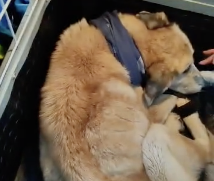 Denunciato clochard che picchiava il proprio cane in centro a Ventimiglia