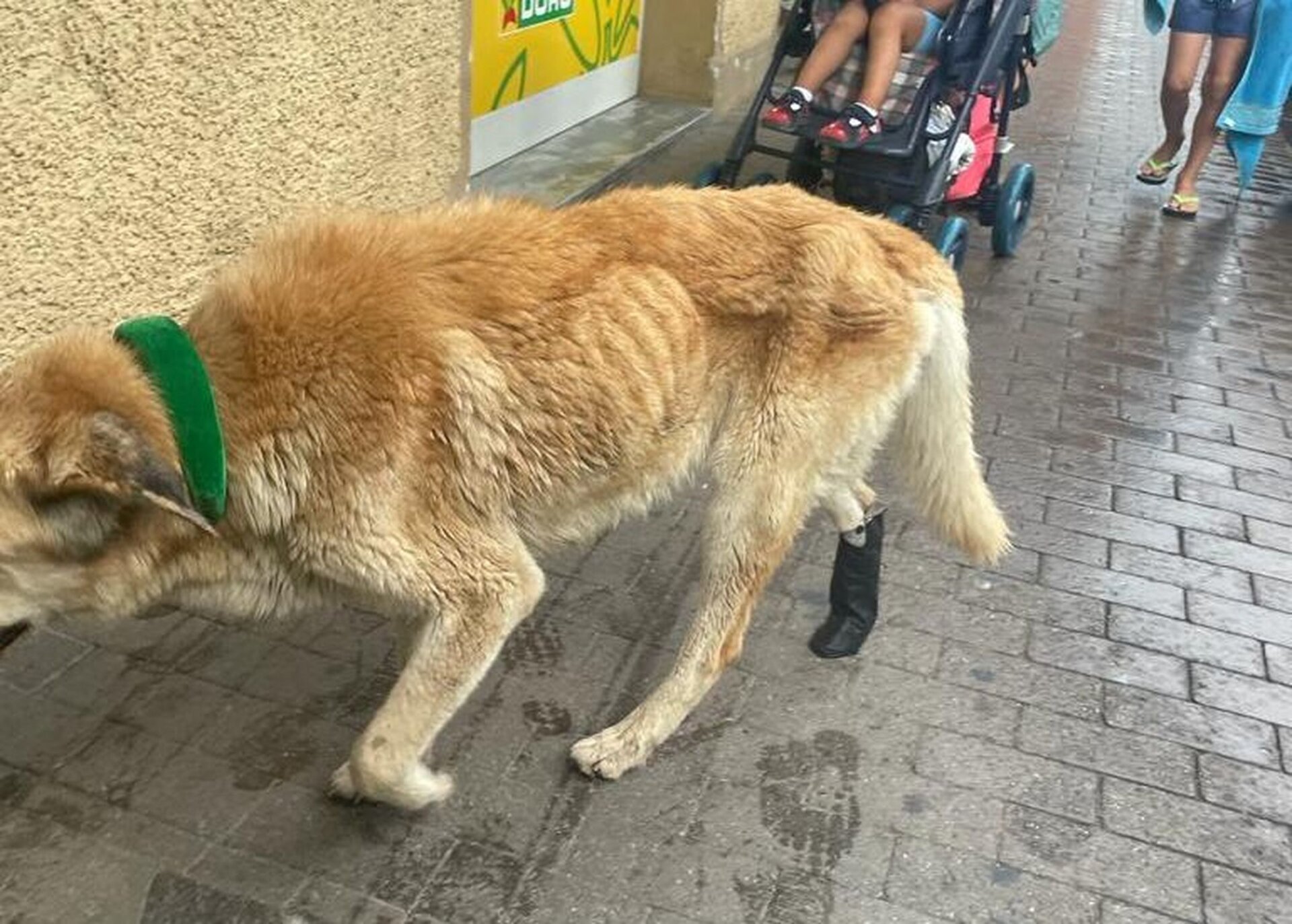 cane picchiato clochard ventimiglia soccorso veterinario_risultato