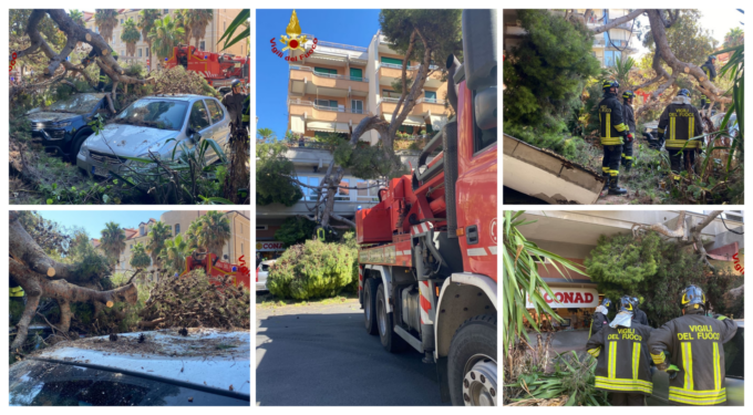 Crolla un albero sulle auto parcheggiate a Imperia, ferita una donna