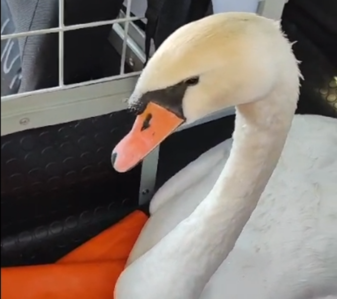 Salvato un cigno ferito sull’Aurelia ad Arma di Taggia