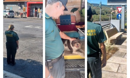Animali abbandonati, Rangers d'Italia monitorano l'autostrada