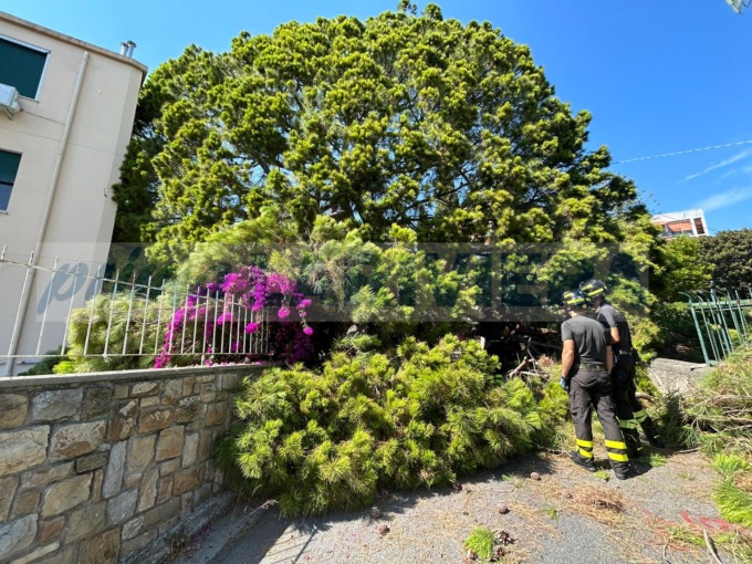 Grosso pino marittimo si abbatte sulla strada a Sanremo