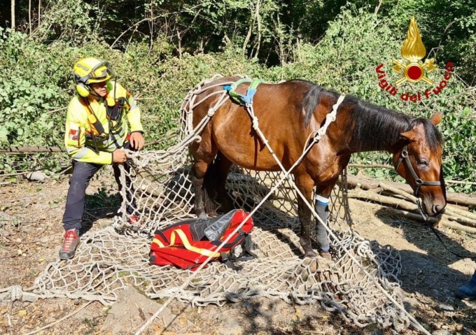 Cavalla scivola nel canalone: la recuperano i vigili del fuoco con l’elicottero