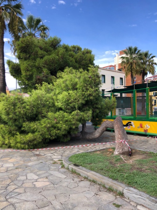Crolla un albero in Piazza Bixio a Imperia