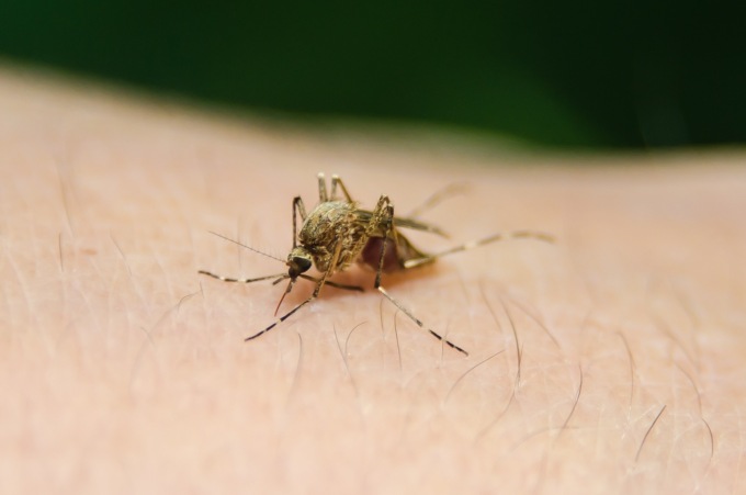 West Nile: trovato un sospetto insetto vettore