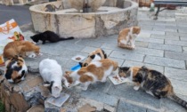 Gattara minacciata: "Se non si fanno sparire questi gatti, ci penserò io"