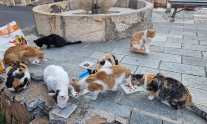 Gattara minacciata: Se non si fanno sparire questi gatti, ci penserò io -  Prima la Riviera