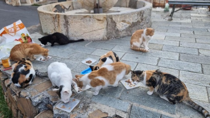 Gattara minacciata: “Se non si fanno sparire questi gatti, ci penserò io”