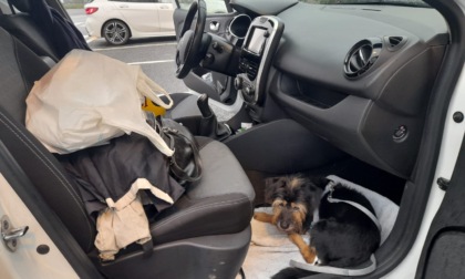 Sfrattata, 66enne dorme in auto per non lasciare i suoi cani