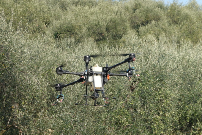 Il drone contro la mosca dell’olivo, prima prova in liguria a Lucinasco