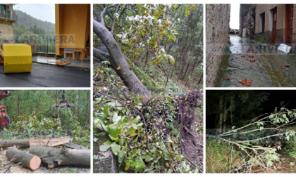 Albero crolla sui cavi elettrici, black out in tutto il paese a Cosio d'Arroscia