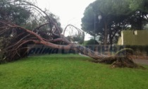 Maltempo: è crollato un albero ai giardini di via San Rocco a Vallecrosia