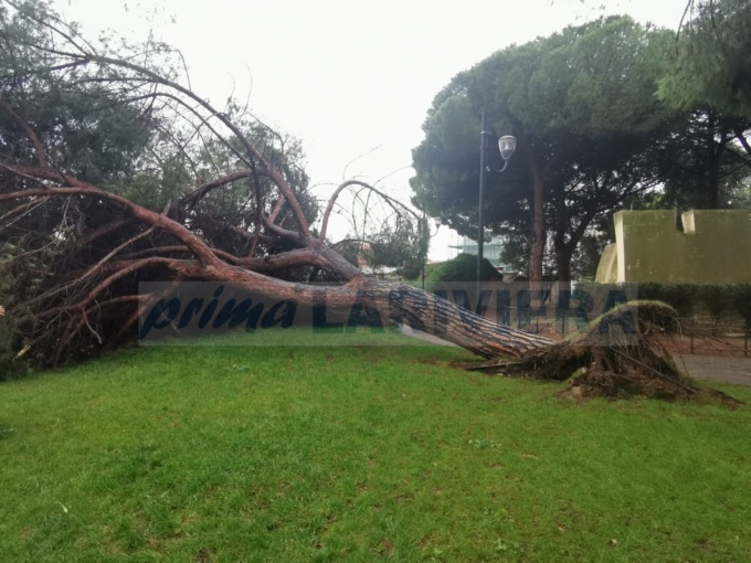 Maltempo: è crollato un albero ai giardini di via San Rocco a Vallecrosia