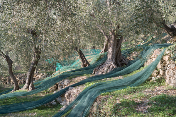 A Cervo la Giornata Nazionale della Camminata tra gli Olivi