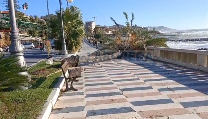 Palma si abbatte sull’Imperatrice a Sanremo, sfiorata la tragedia
