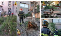 Albero crolla nel cortile delle scuole Biancheri a Ventimiglia