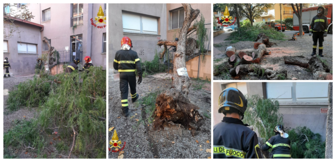 Albero crolla nel cortile delle scuole Biancheri a Ventimiglia