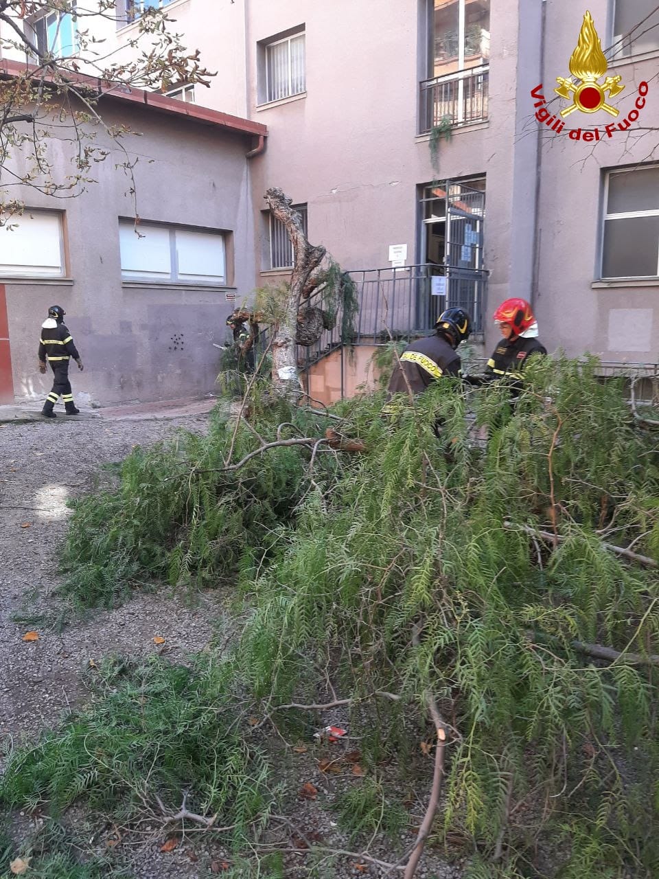 albero caduto ventimiglia vicino scuole biancheri_02