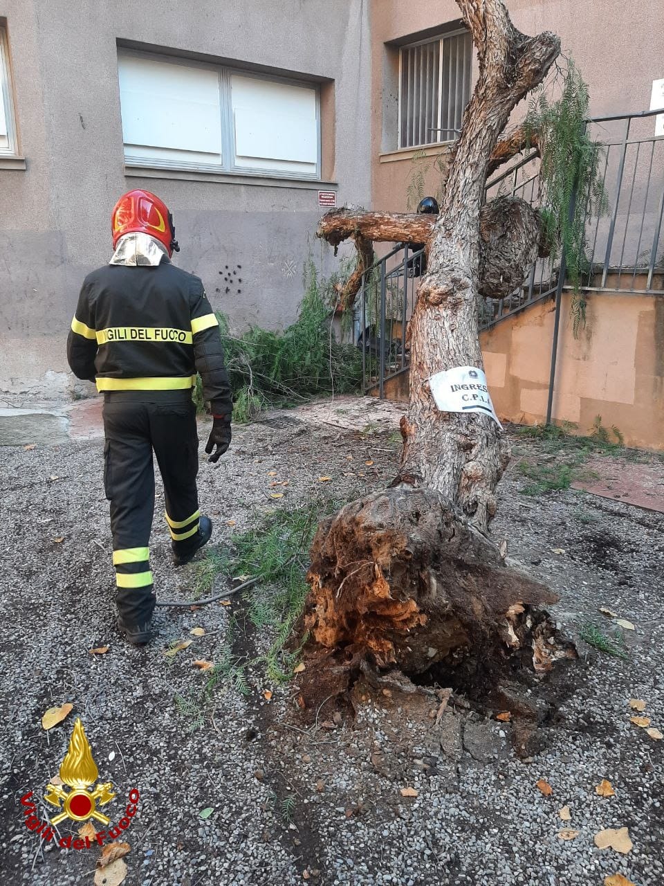 albero caduto ventimiglia vicino scuole biancheri_03