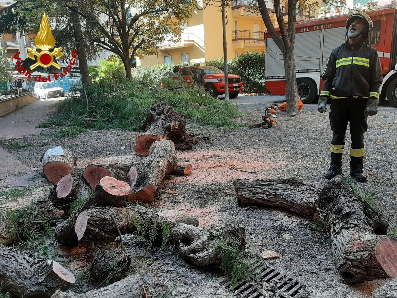 albero caduto ventimiglia vicino scuole biancheri_04