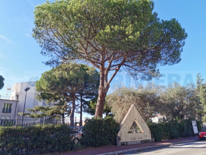 Pino pericolante in via San Rocco a Vallecrosia, sarà abbattuto