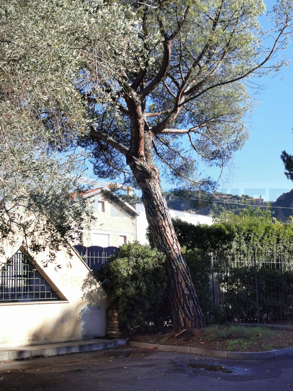 albero pericolante via san rocco vallecrosia_02