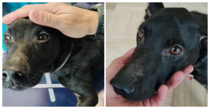 Meticcio investito rischia paralisi: troppo caro curarlo, famiglia lo abbandona