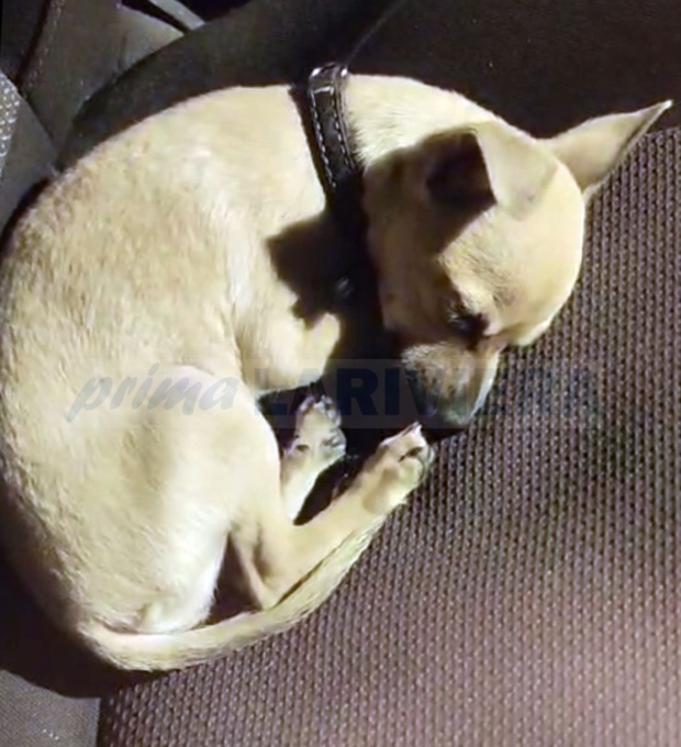 Coppia abbandona cucciolo in auto al freddo per giocare al Casinò. Video