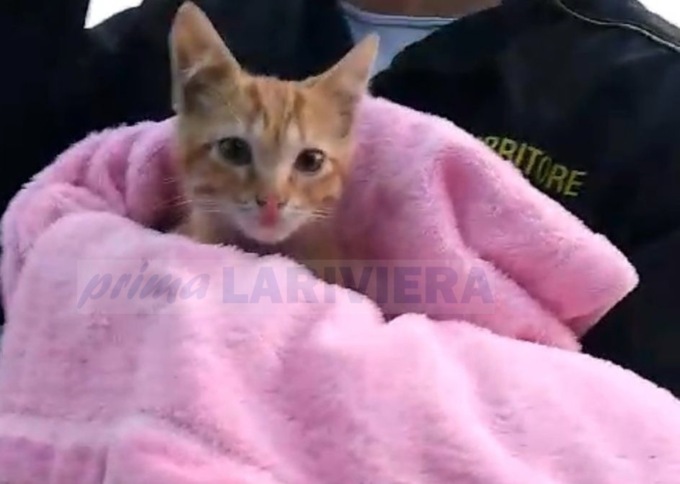 Brucia autorimessa in via D’Annunzio a Imperia, intossicato un gattino