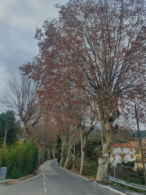 Imperia: abbattimento di 5 alberature a rischio