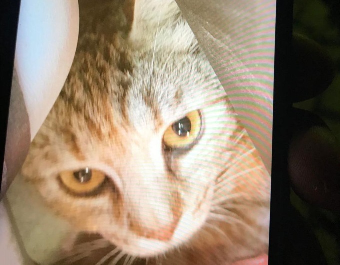 Un gatto chiuso dentro due scatole e gettato nel cassonetto della carta