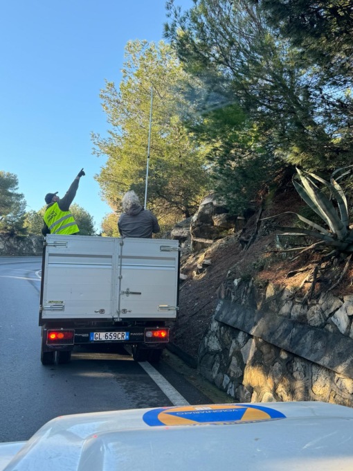 Rimossi nidi di processionaria a Diano Marina