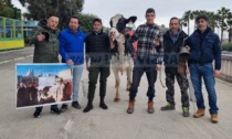 La mucca "Ercolina II" pascola per Sanremo per dire "no" alle leggi dell'Europa