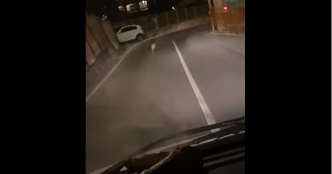 Un lupo in fuga lungo le strade di Oneglia. Il video virale
