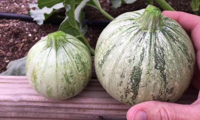 In regalo con La Riviera lo zucchino tondo di Nizza