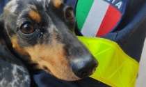 Il Comune di Pontedassio firma una convenzione con le ambulanze veterinarie